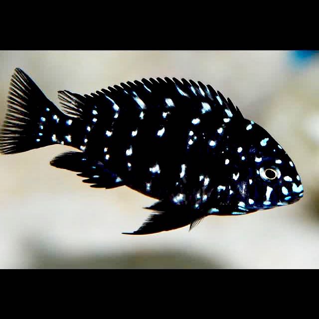 Tropheus duboisi S